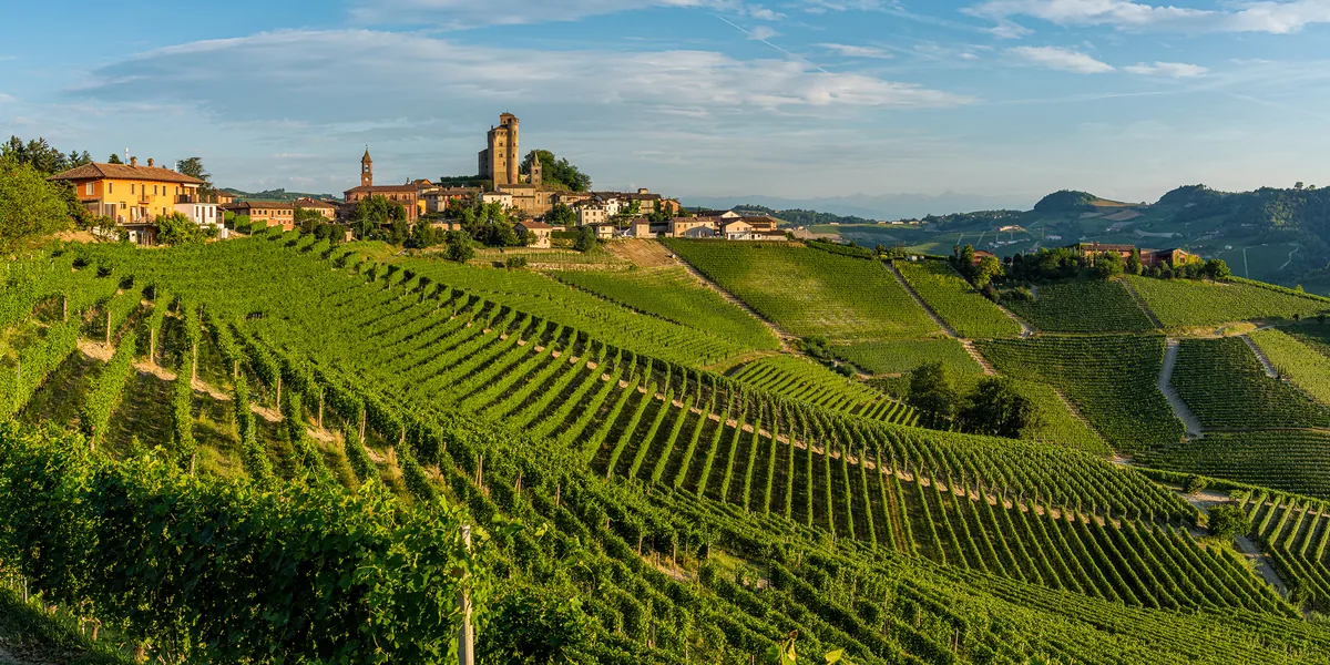 Nebbiolo – druen bag Barolo og Barbaresco