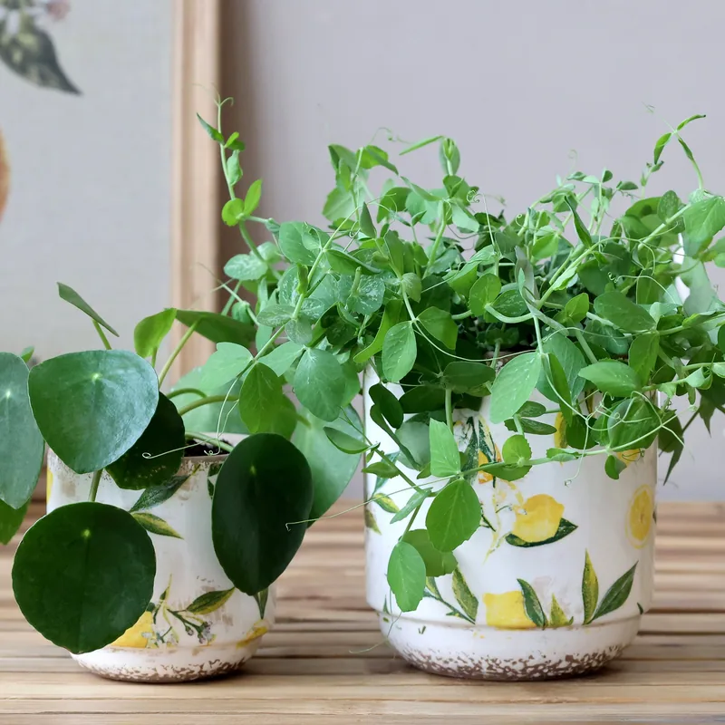 Håndmalet keramisk planteskjuler med citronmotiv  Limone | Creme